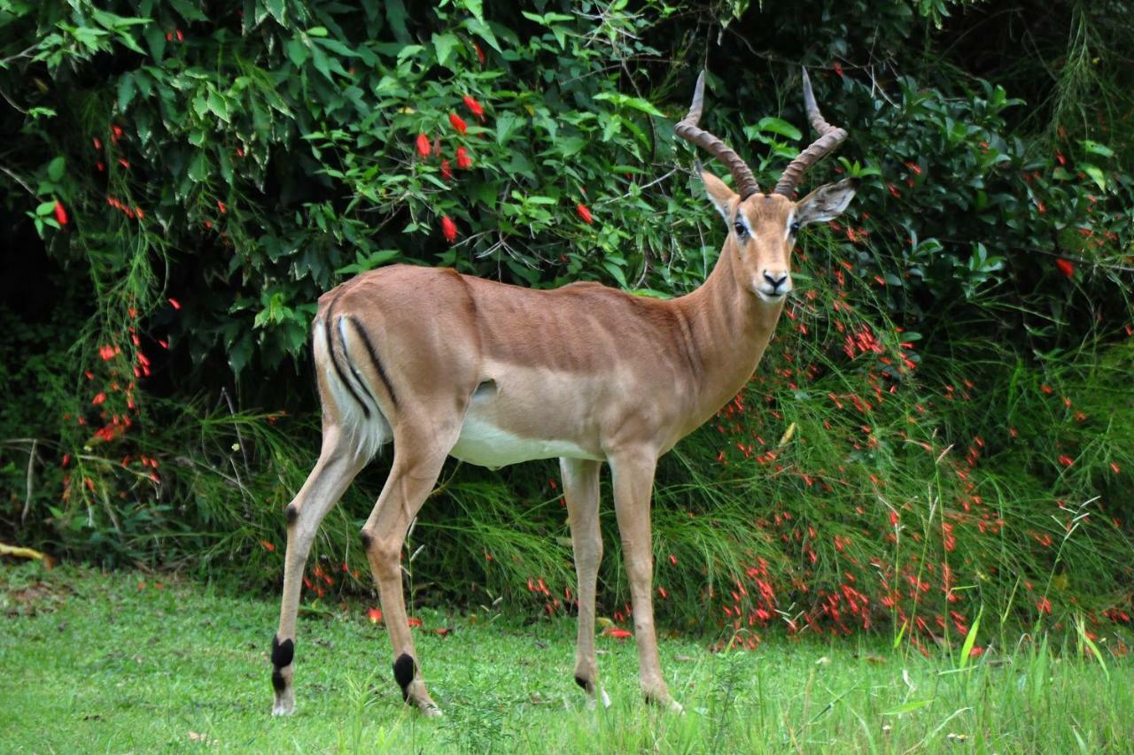 Kruger Park Lodge Unit No. 543 Hazyview Luaran gambar